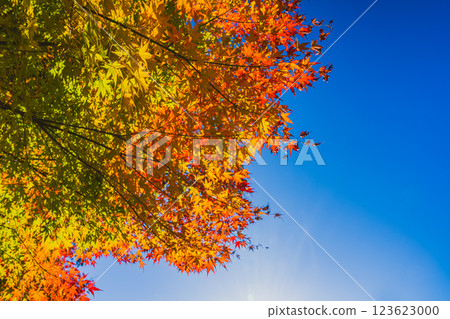 秋色楓葉映襯著藍天(靜岡縣) 秋色楓葉映襯著藍天(靜岡縣) 123623000