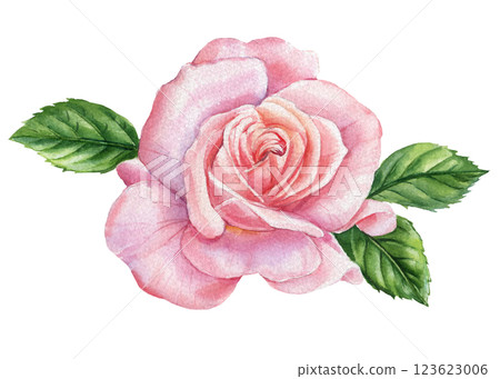 Pink Rose branch, leaves flowers isolated background. Watercolor Painted Botanical Blooms Elegant Design Decoration 123623006