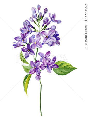 lilac flower. Watercolor Floral Bouquet. Hand Painted Wildflowers Lilacs. Botanical Blooms Elegant Design and Decoration lilac flower. Watercolor Floral Bouquet. Hand Painted Wildflowers Lilacs. Botanical Blooms Elegant Design and Decoration 123623007