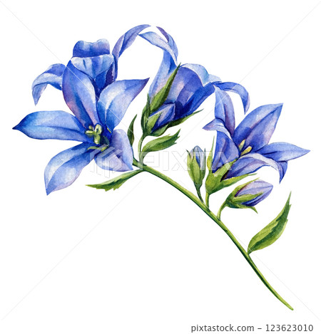 Blue flower Bellflower Watercolor Floral. Hand Painted Wildflowers. Botanical Blooms Elegant Design and Decoration Blue flower Bellflower Watercolor Floral. Hand Painted Wildflowers. Botanical Blooms Elegant Design and Decoration 123623010
