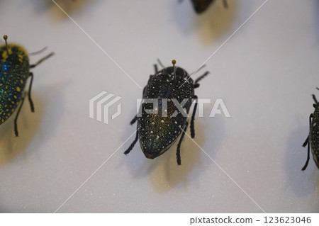 Insect specimen Insect specimen 123623046
