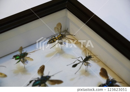 昆蟲標本 123623051