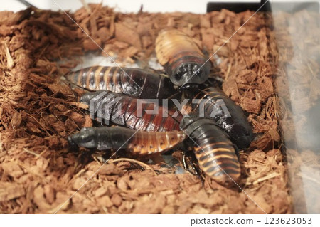 馬達加斯加蟑螂 馬達加斯加蟑螂 123623053