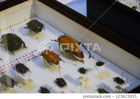昆蟲標本 昆蟲標本 123623055