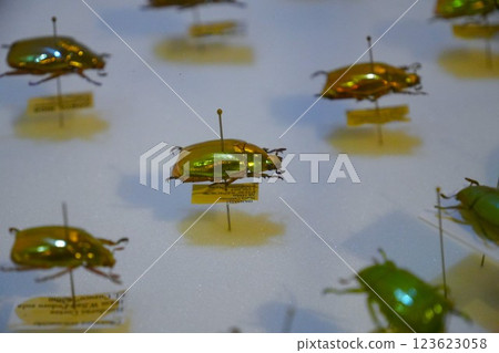 Insect specimen 123623058