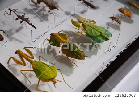 Insect specimen Insect specimen 123623068