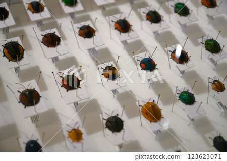 Insect specimen Insect specimen 123623071