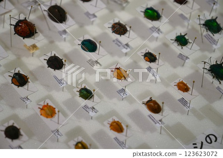 Insect specimen 123623072