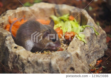 Small mouse (pygmy mouse) 123623086