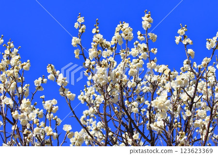 黃綠綠萼梅花和花蕾 123623369