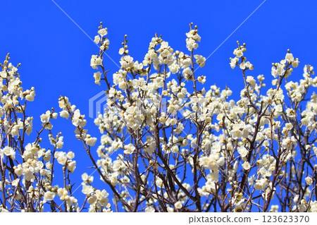 黃綠綠萼梅花和花蕾 黃綠綠萼梅花和花蕾 123623370