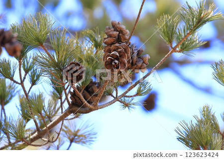 Goyo pine nuts (pine cones) Goyo pine nuts (pine cones) 123623424