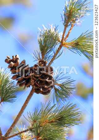 Goyo pine nuts (pine cones)　 123623427
