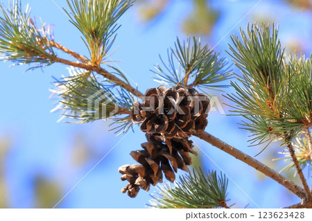 Goyo pine nuts (pine cones)　 123623428
