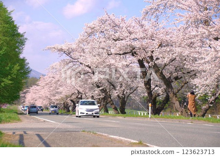 春季行車圖:小岩井農場的春天櫻花樹 春季行車圖:小岩井農場的春天櫻花樹 123623713