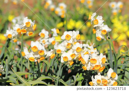 盛開的日本水仙花 123623718