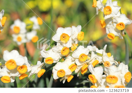 盛開的日本水仙花 123623719