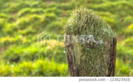 lique on a post 123623928