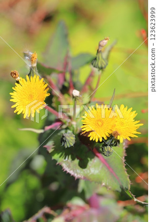 Wild mustard flower Wild mustard flower 123623999