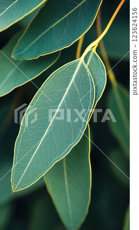 Close-up of green leaves with veins 123624156