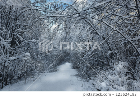 A symmetrically outlined path through a snow-covered forest, the trees of which form a natural tunnel under a clear sky A symmetrically outlined path through a snow-covered forest, the trees of which form a natural tunnel under a clear sky 123624182