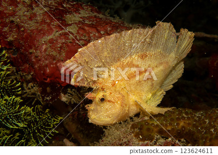 Awesome Leaf scorpionfish, Taenianotus triacanthus, or paperfish, shot at a tropical coral reef 123624611