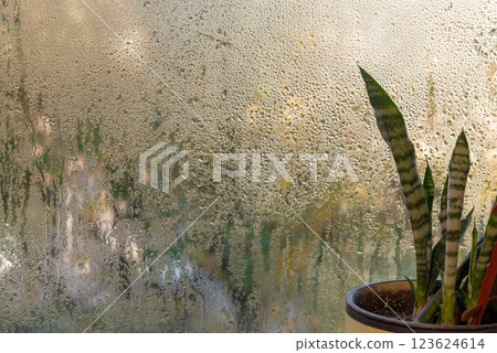Sansevieria grows on the windowsill by a wet window Sansevieria grows on the windowsill by a wet window 123624614