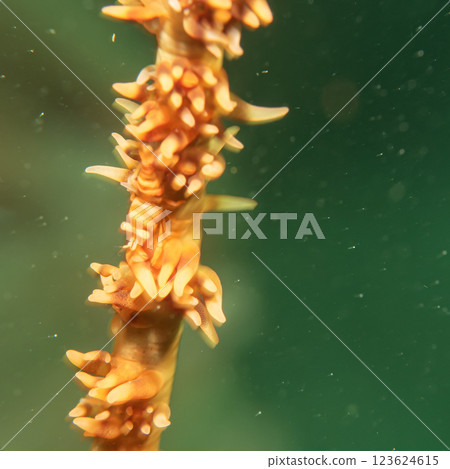 Close-up photography of an Anker's whip coral shrimp on a whip coral. Photo from the Philippines Close-up photography of an Anker's whip coral shrimp on a whip coral. Photo from the Philippines 123624615