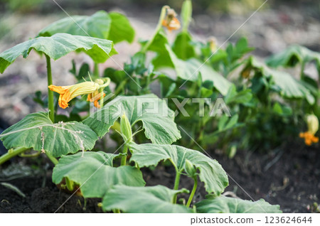 a wilted squash plant in the garden  123624644