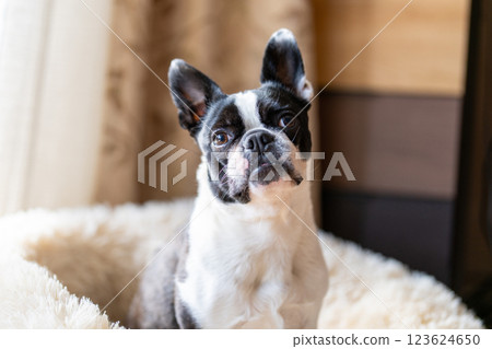 Boston terrier sitting on a cushion Boston terrier sitting on a cushion 123624650