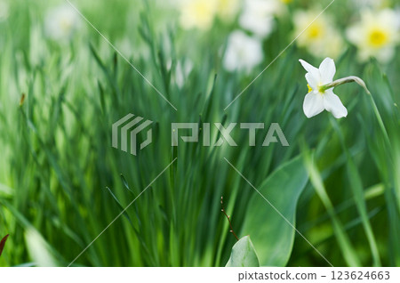 Spring blurred background with blooming daffodils. Spring blurred background with blooming daffodils. 123624663