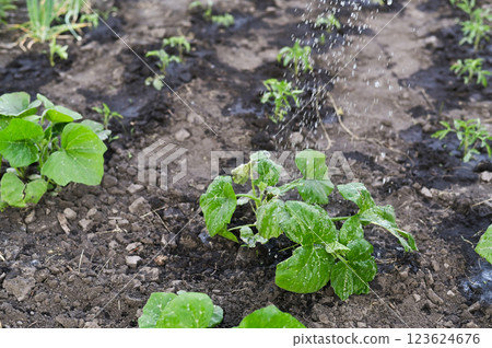 plant young squash in the garden after watering with water 123624676