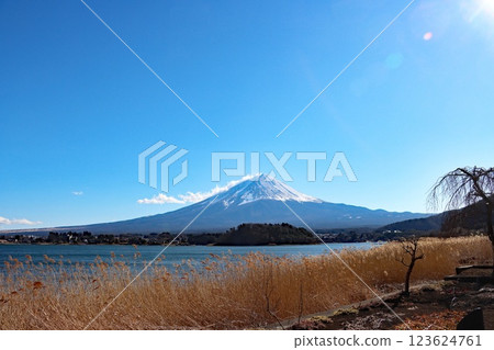 透過枯萎的紫芒和湖泊，可以看到白雪皚皚的富士山 123624761