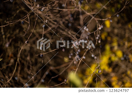 Dry branches with shriveled berries swaying gently in the sunlight, set against a blurred natural background, showcasing the beauty of autumn or winter landscapes. Dry branches with shriveled berries swaying gently in the sunlight, set against a blurred natural background, showcasing the beauty of autumn or winter landscapes. 123624797