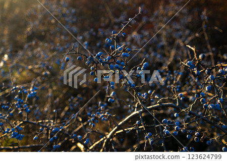 A dense thicket of thorny branches covered in small, round, blue berries. The warm sunlight highlights the texture of the branches and berries, creating a contrast between the golden glow. 123624799