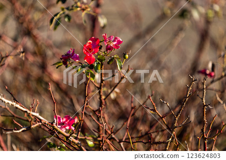 A few bright red flowers bloom on a thorny bush, standing out against the dry branches. Sunlight highlights their delicate petals, creating a contrast between life and the harsh, tangled background. 123624803
