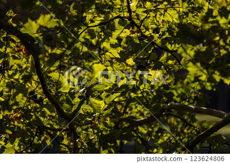 Sunlight filters through vibrant green leaves, casting shadows and highlights on the branches. The intricate patterns of light and shadow create a serene and natural atmosphere. 123624806