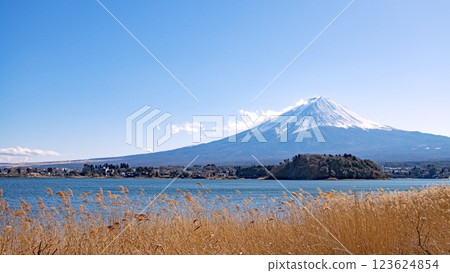 Snow-capped Mt. Fuji seen through the withered silver grass on the shore of Lake Kawaguchi 123624854