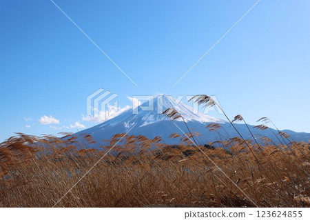 透過枯萎的紫芒，可以看到白雪皚皚的富士山 123624855