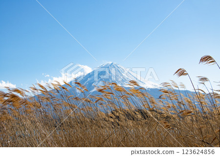 透過隨風搖曳的枯萎紫芒，可以看到白雪皚皚的富士山 123624856
