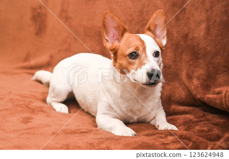 A beautiful Jack Russell dog on the couch at home A beautiful Jack Russell dog on the couch at home 123624948