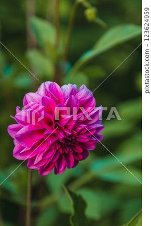 Beautiful pink dahlia blooms vibrantly in a lush green garden setting Beautiful pink dahlia blooms vibrantly in a lush green garden setting 123624959