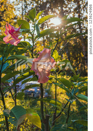 Blooming flowers bask in golden sunlight during a serene evening in nature 123624966