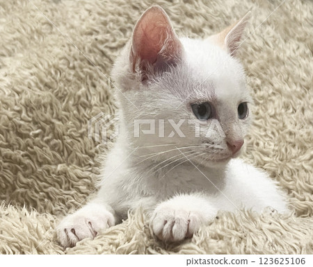 Little kitten by the pool Little kitten by the pool 123625106