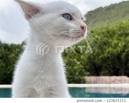 Little kitten by the pool Little kitten by the pool 123625111