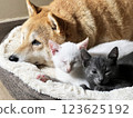 Shiba Inu puppy and his friend  kitten 123625192