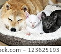 Shiba Inu puppy and his friend  kitten 123625193