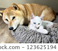 Shiba Inu puppy and his friend  kitten 123625194