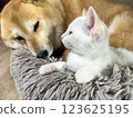 Shiba Inu puppy and his friend  kitten 123625195