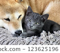 Shiba Inu puppy and his friend  kitten 123625196